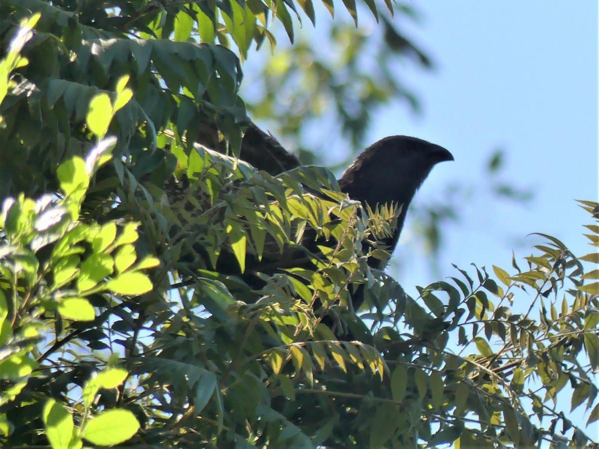 Pheasant Coucal - ML395792591