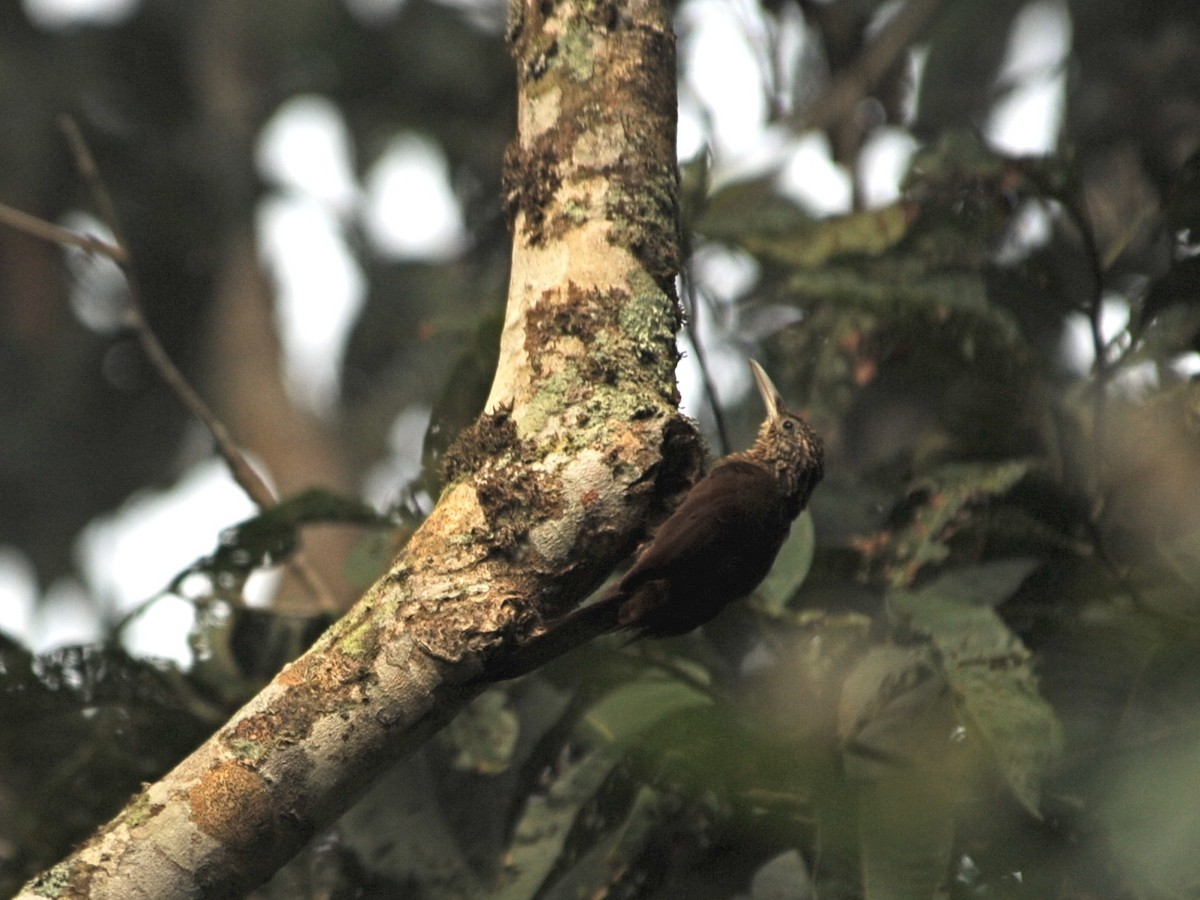 Montane Woodcreeper - ML39579461