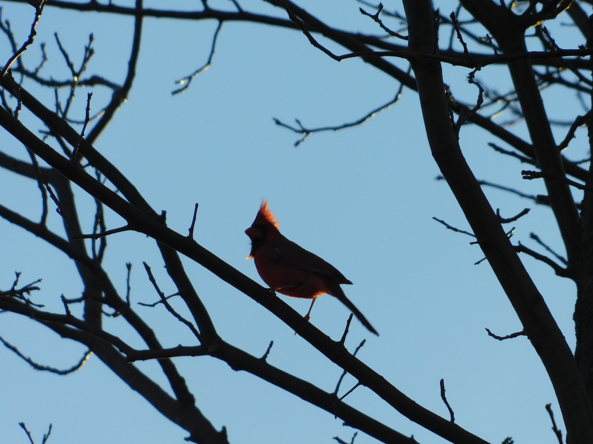Cardinal rouge - ML395794991