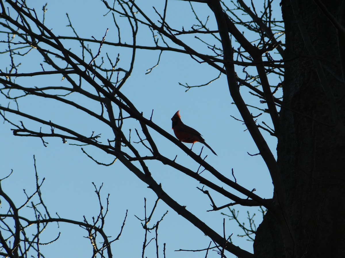 Cardinal rouge - ML395795021