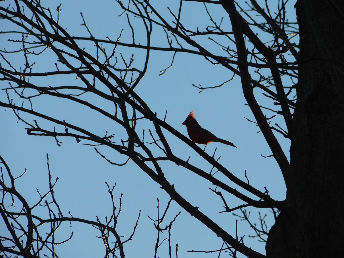 Cardinal rouge - ML395795061