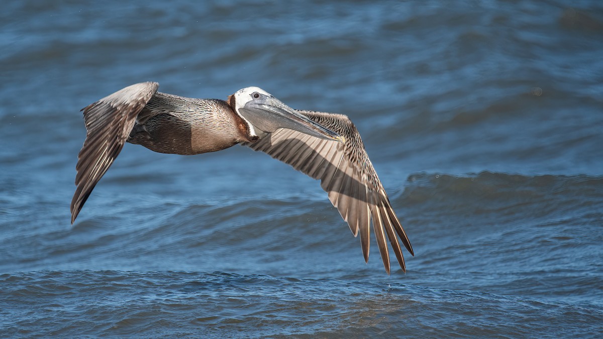 Brown Pelican - ML395795751