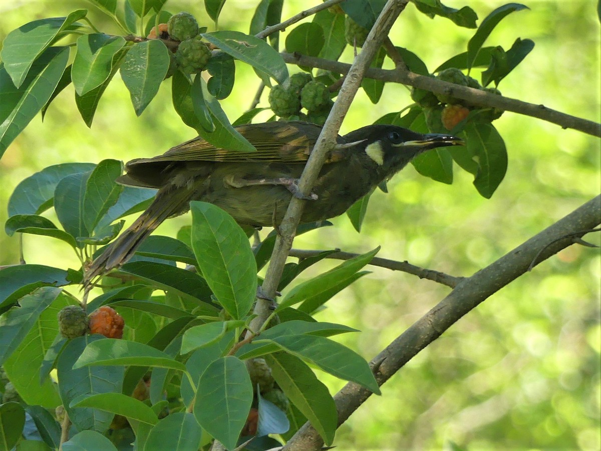 Lewin's Honeyeater - ML395796391