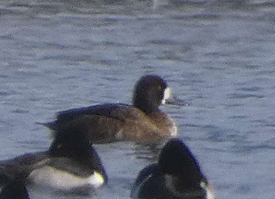 Greater Scaup - ML395797361