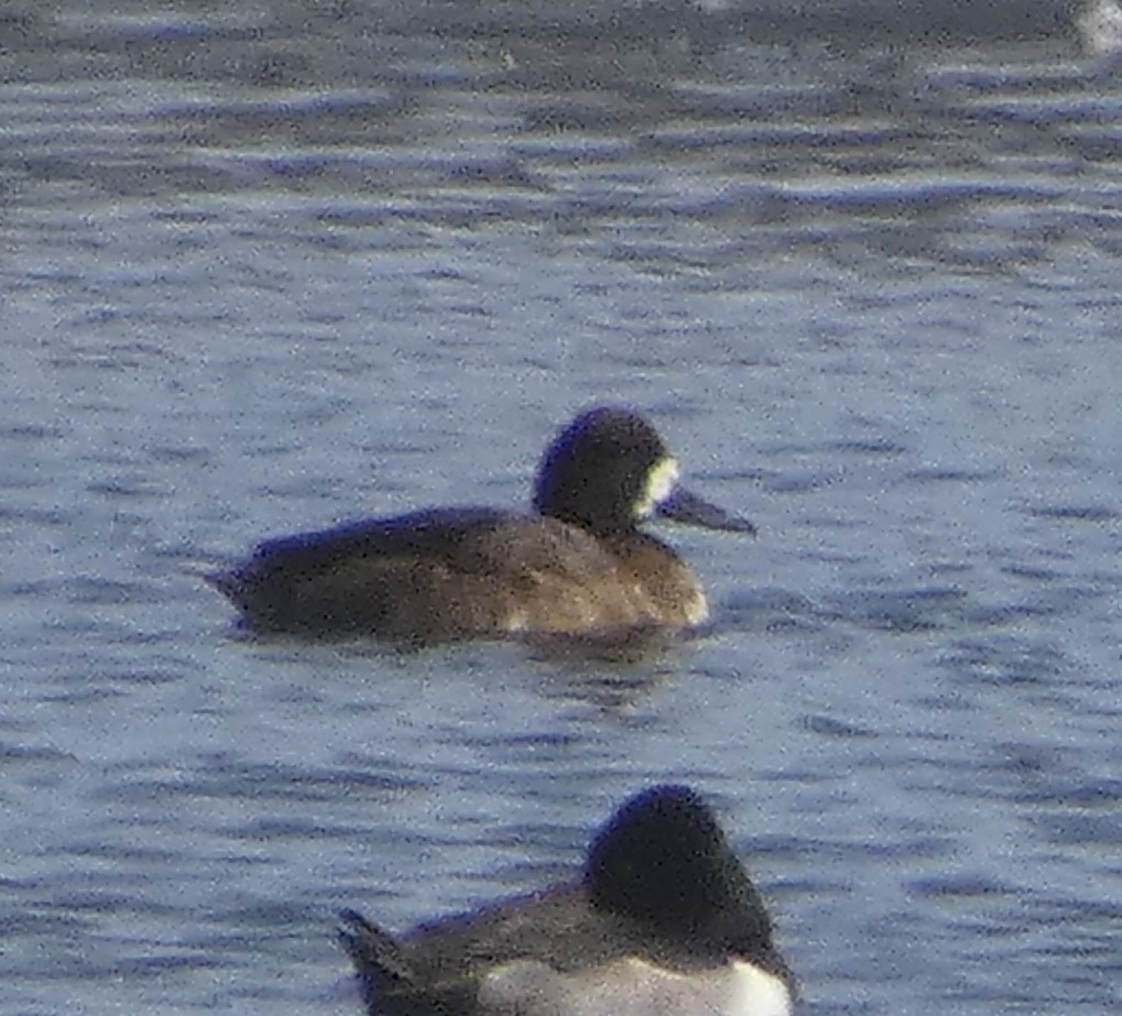 Greater Scaup - ML395797381