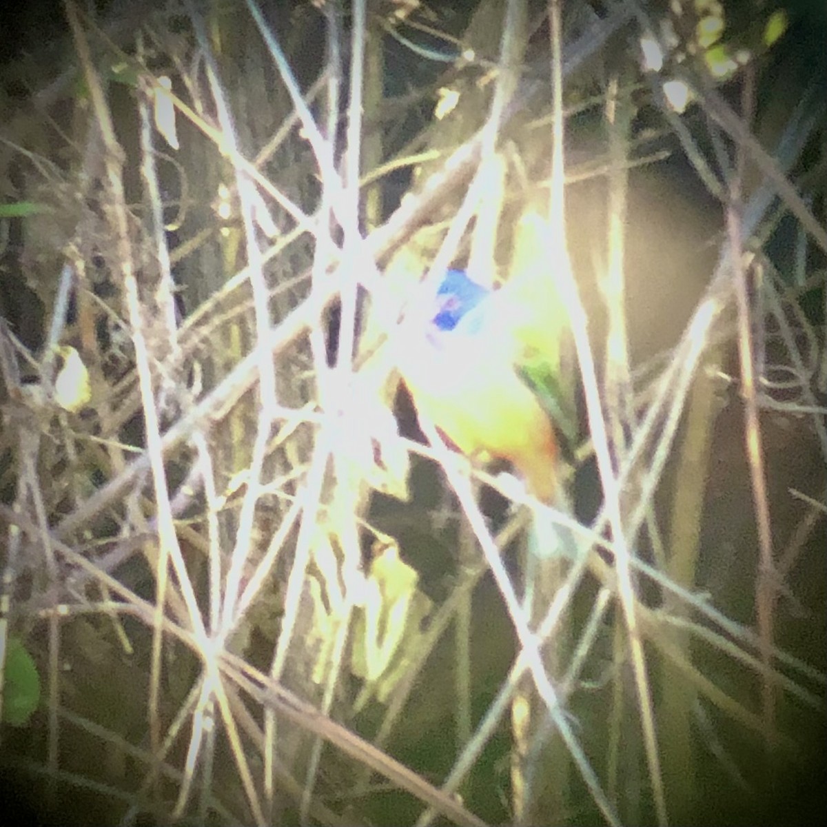 Painted Bunting - ML395797871