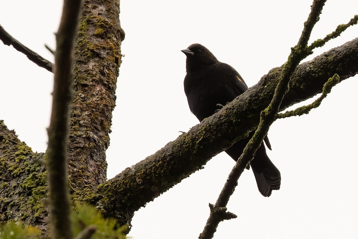 Red-winged Blackbird - ML395798641