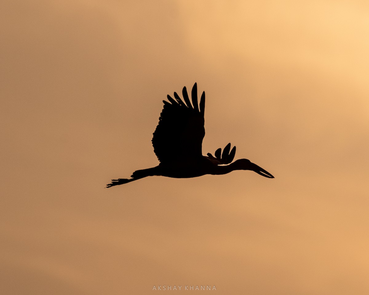 Asian Openbill - ML395800181