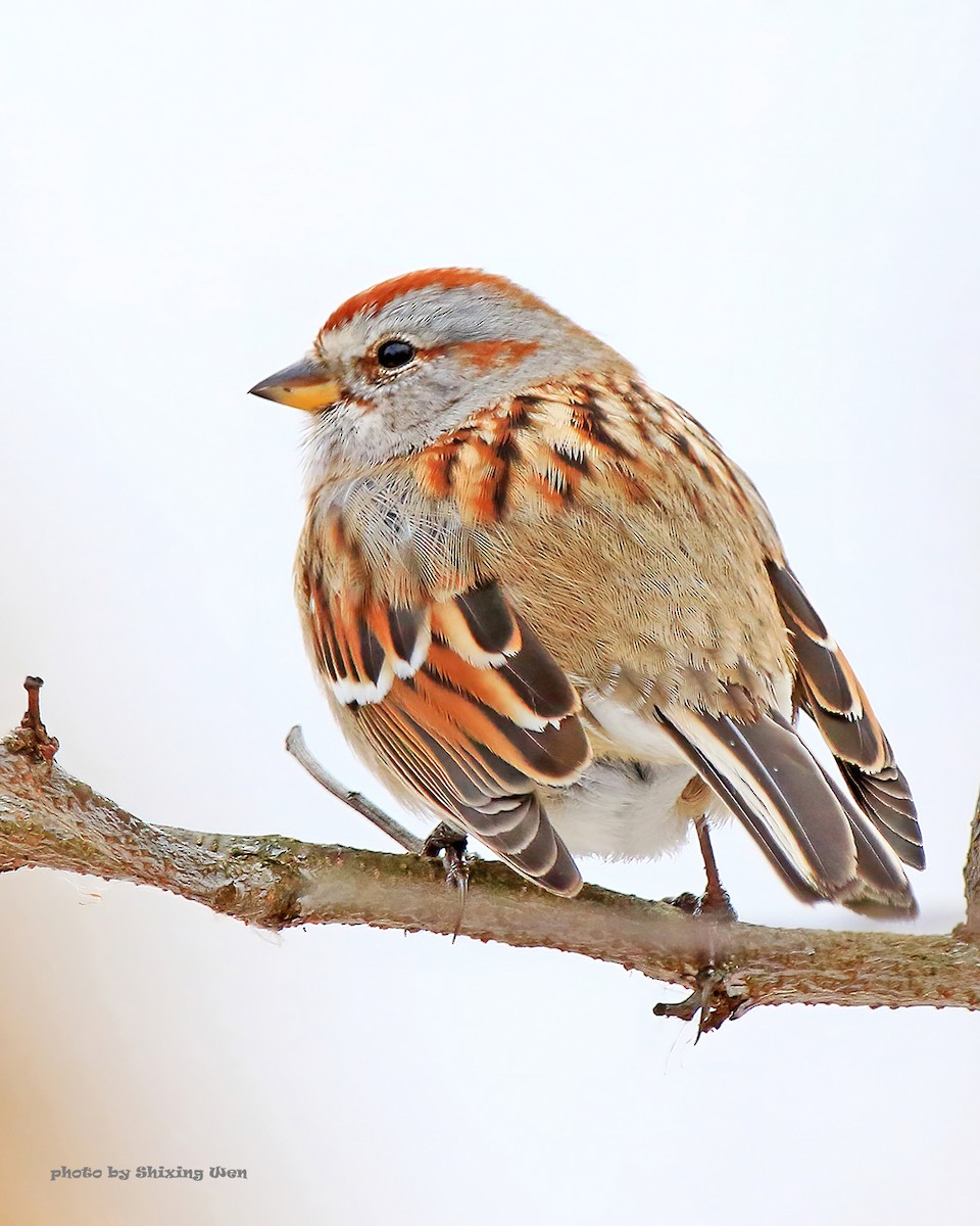 American Tree Sparrow - Shixing Wen