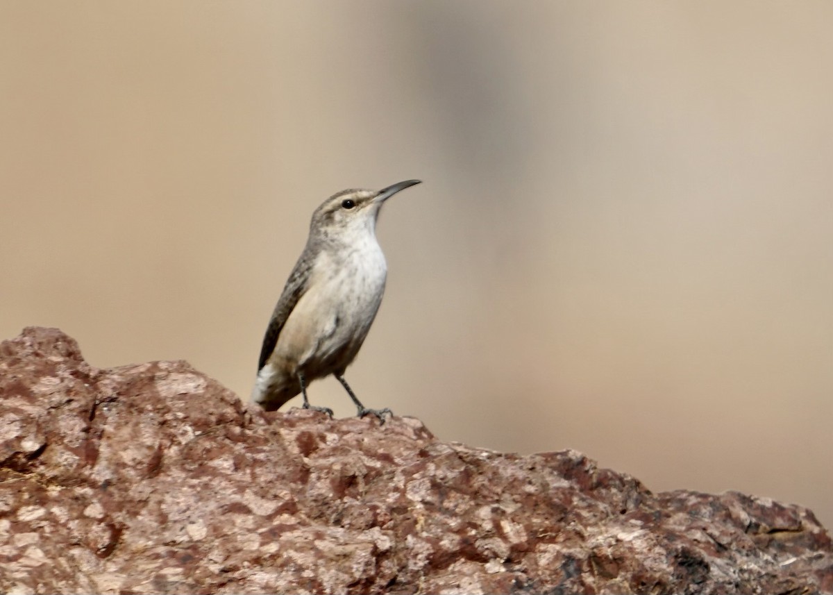 Rock Wren - ML395801731