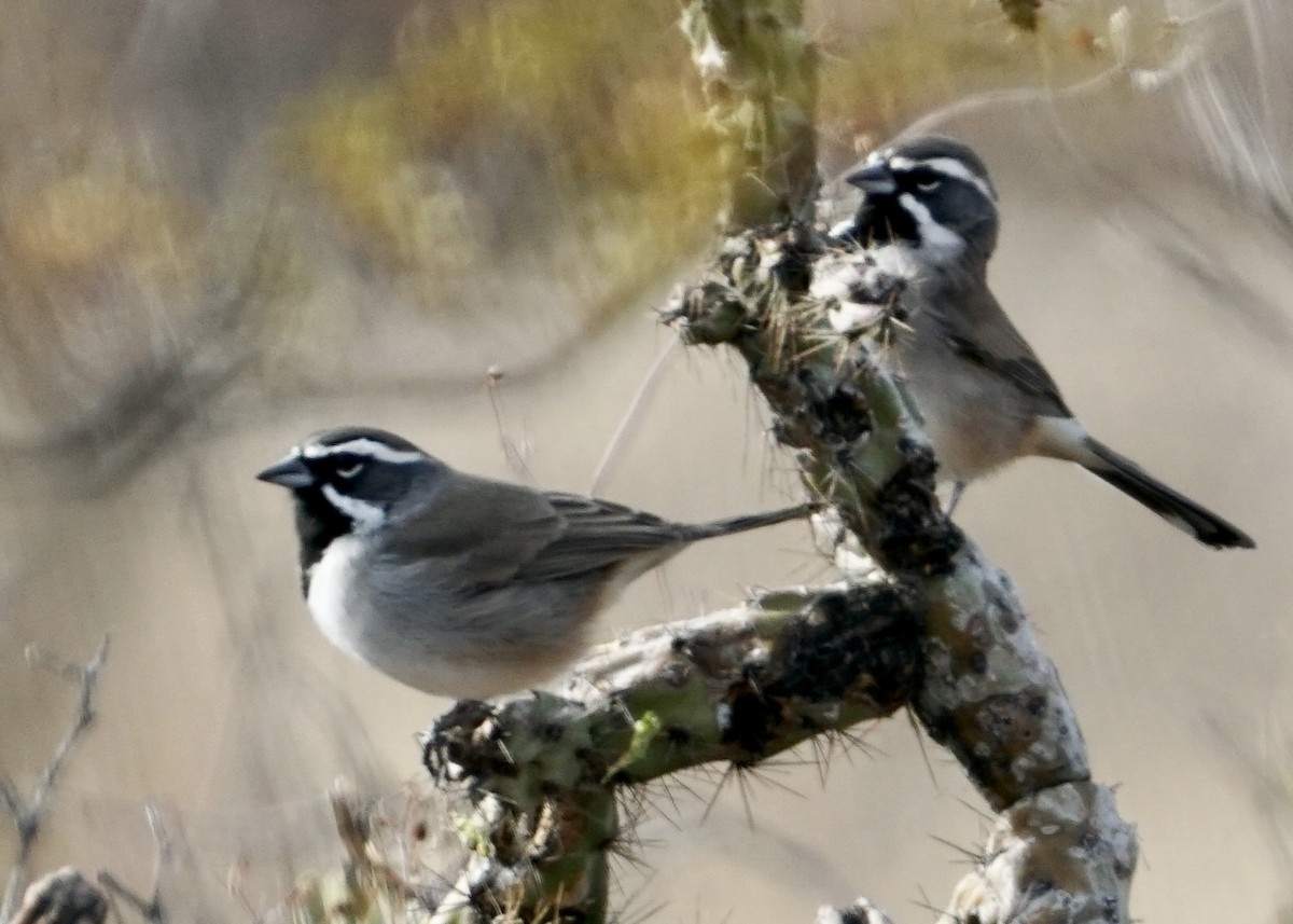 Black-throated Sparrow - ML395801851