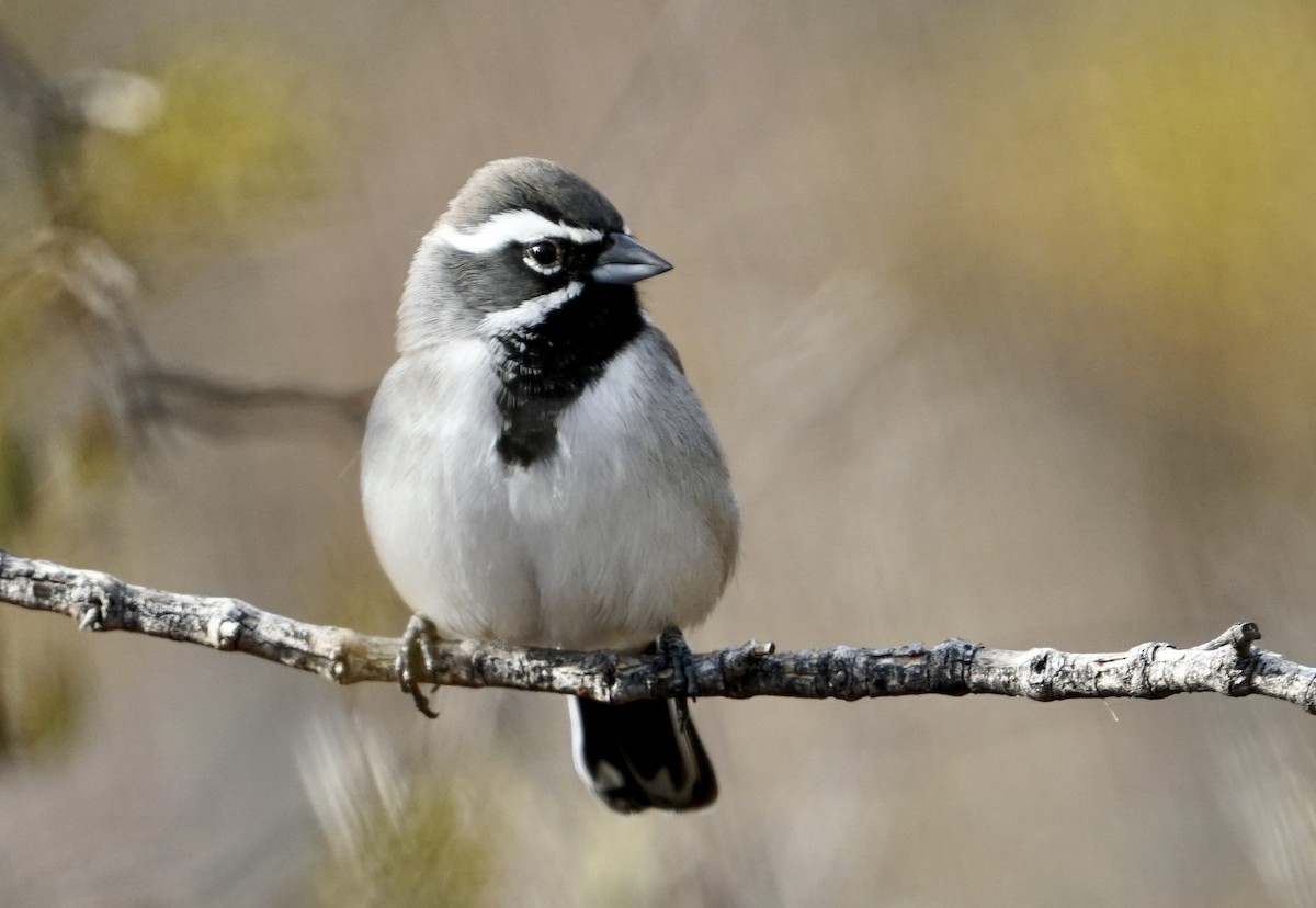 Black-throated Sparrow - ML395801901