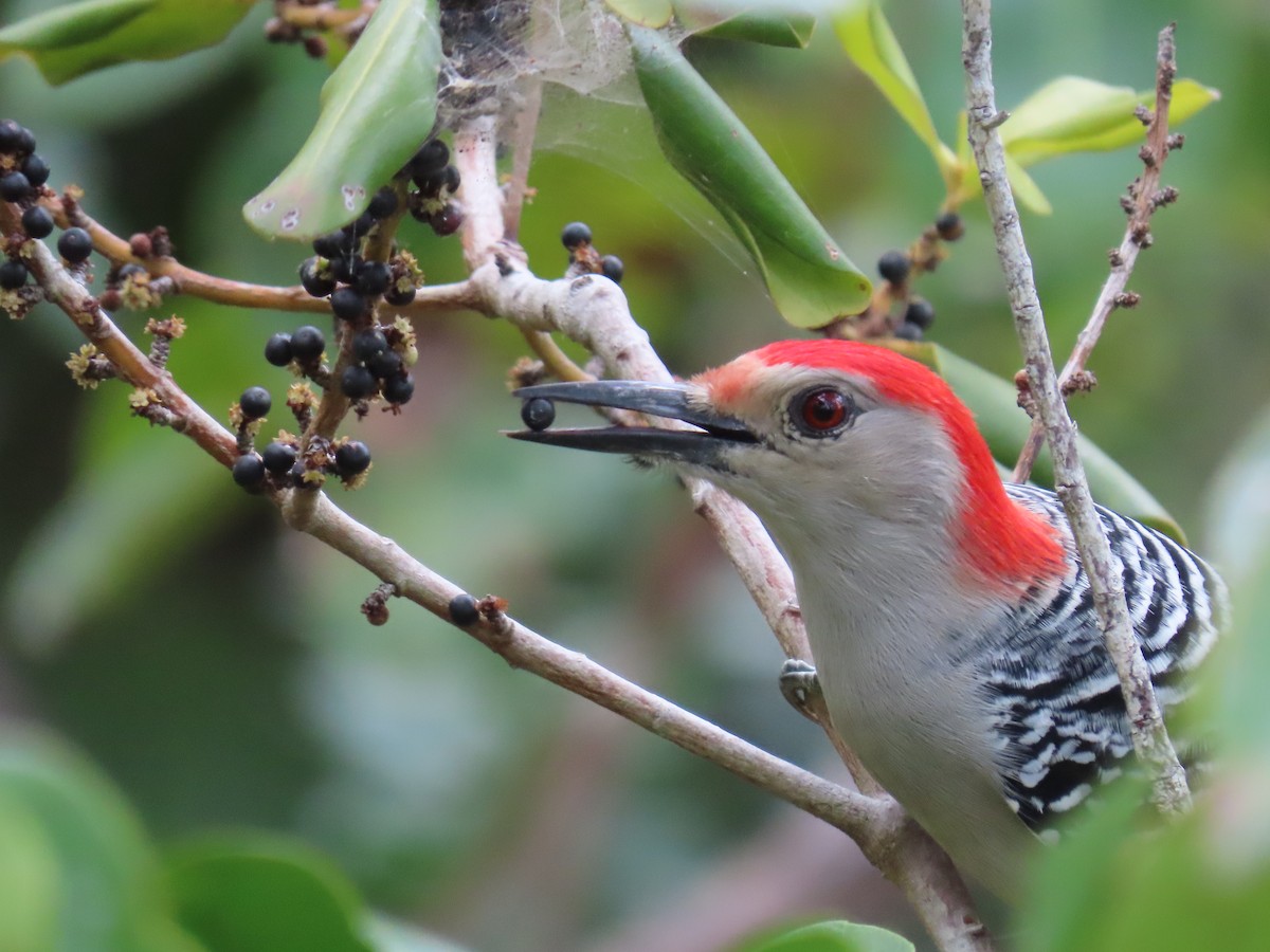 Red-bellied Woodpecker - Kevin Christman