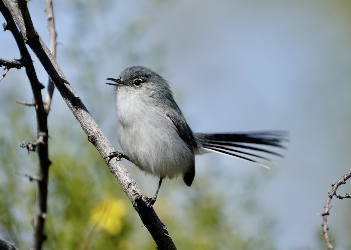 Black-tailed Gnatcatcher - ML395802871