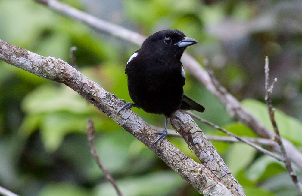 White-shouldered Tanager - ML39580401