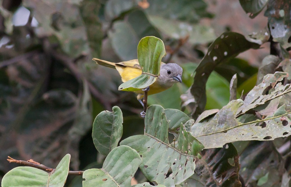 White-shouldered Tanager - ML39580411