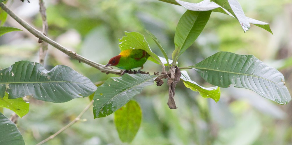 Rufous-winged Tanager - ML39580451