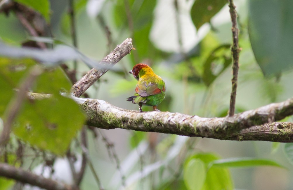 Rufous-winged Tanager - ML39580461