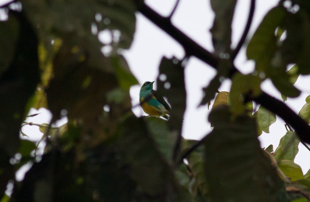 Black-faced Dacnis (Yellow-tufted) - ML39580511