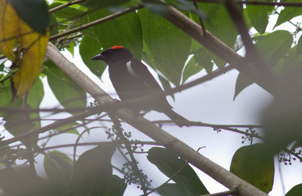 Scarlet-browed Tanager - ML39580541