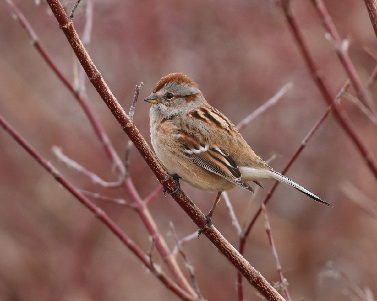 American Tree Sparrow - ML395805761