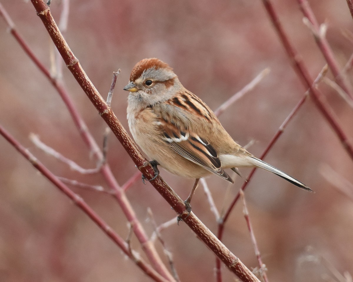 American Tree Sparrow - ML395805771