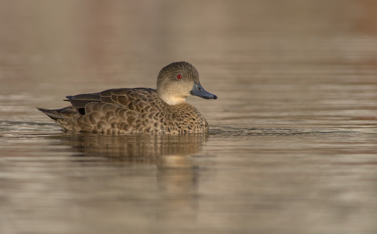 Gray Teal - ML395806071