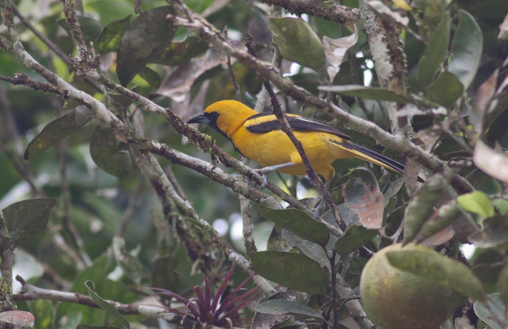 Yellow-tailed Oriole - ML39580701