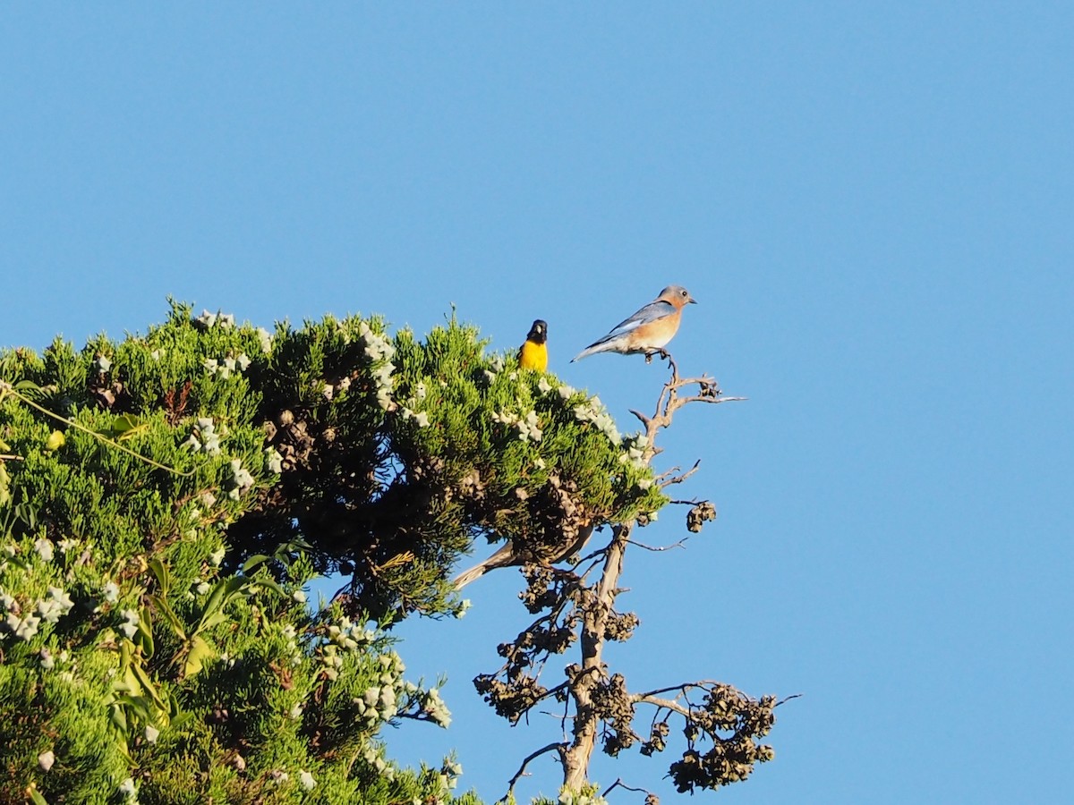 Eastern Bluebird - ML395807491