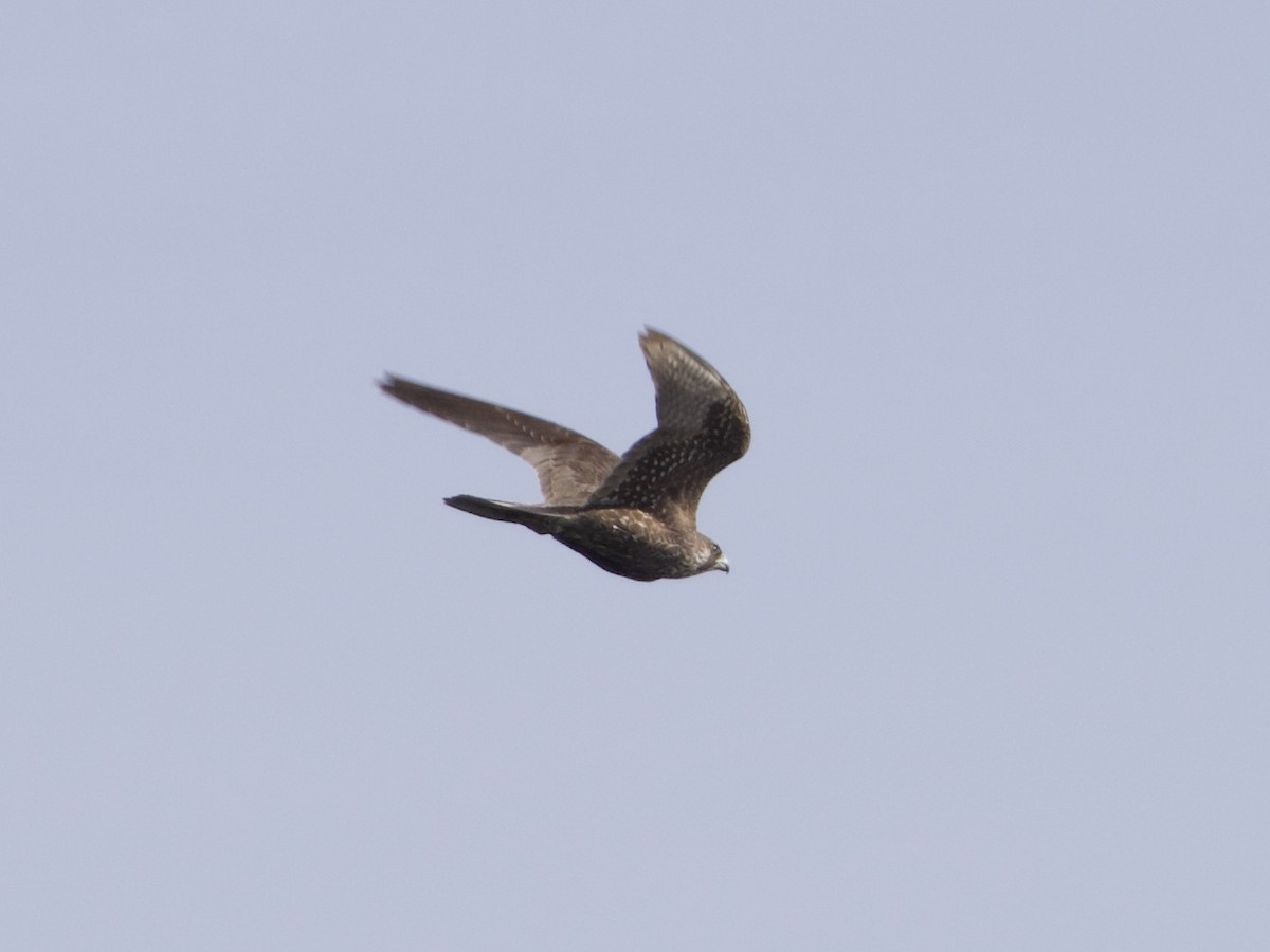 Peregrine Falcon - ML395808291