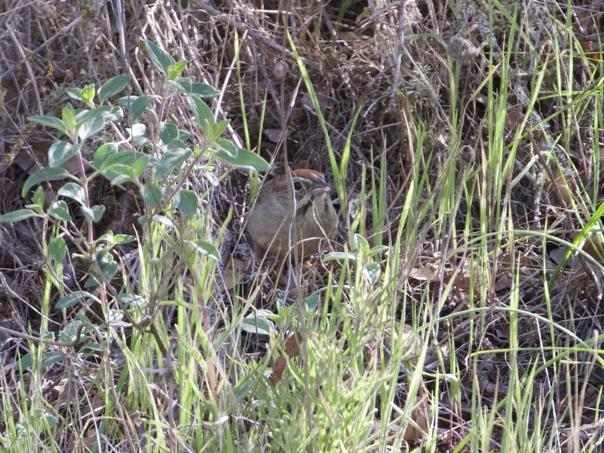 Rufous-crowned Sparrow - ML395810191