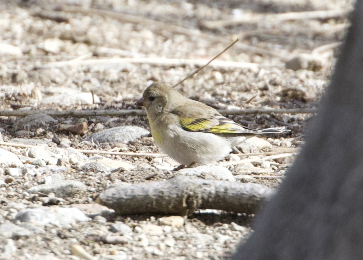 Lawrence's Goldfinch - RJ Baltierra