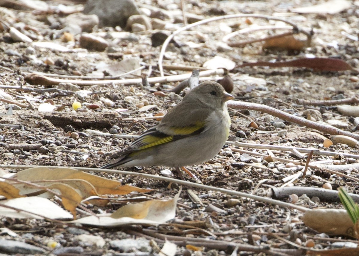 Lawrence's Goldfinch - ML395811511