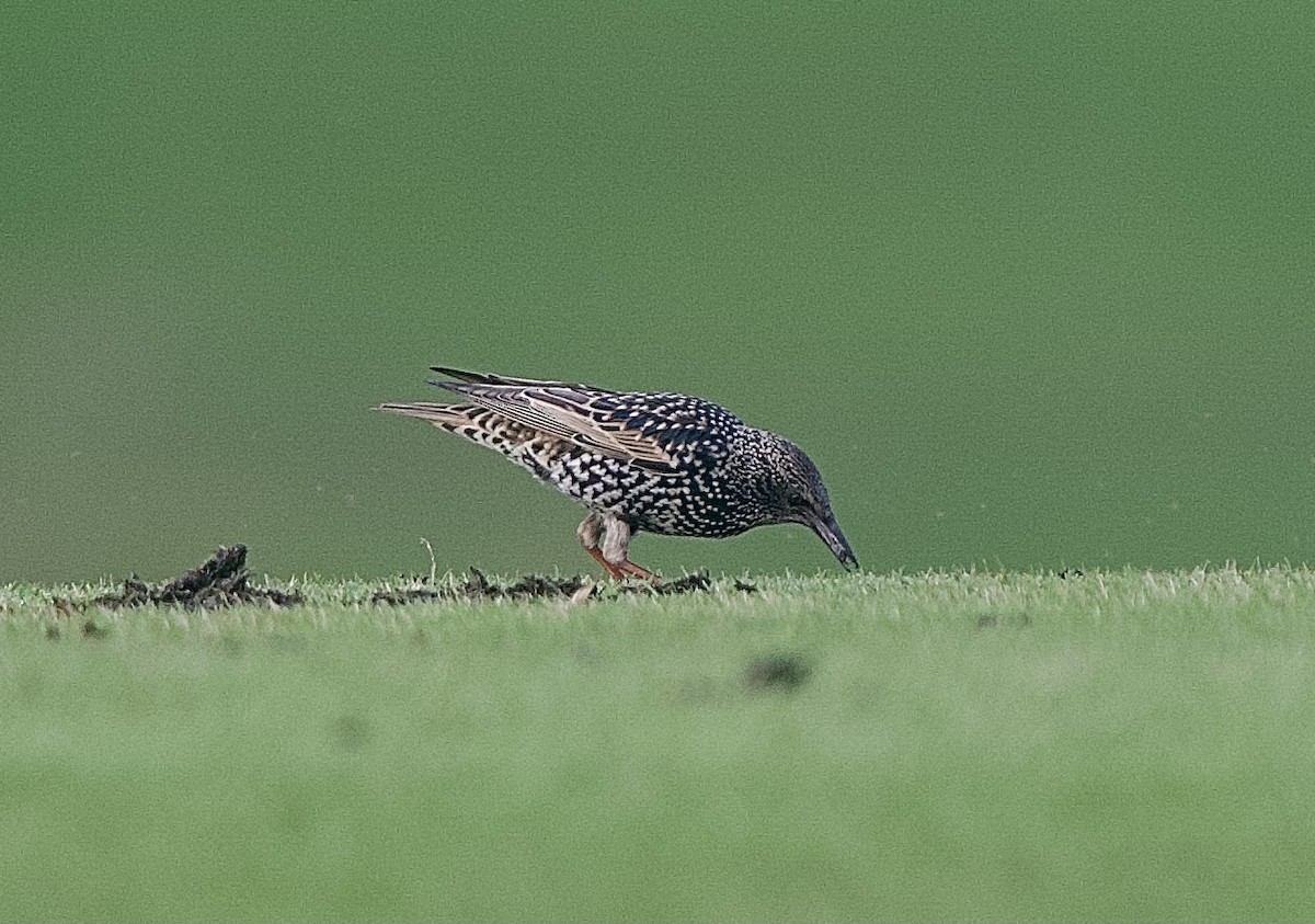 European Starling - ML395812051