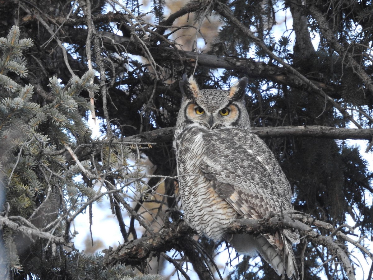 Great Horned Owl - ML395812181