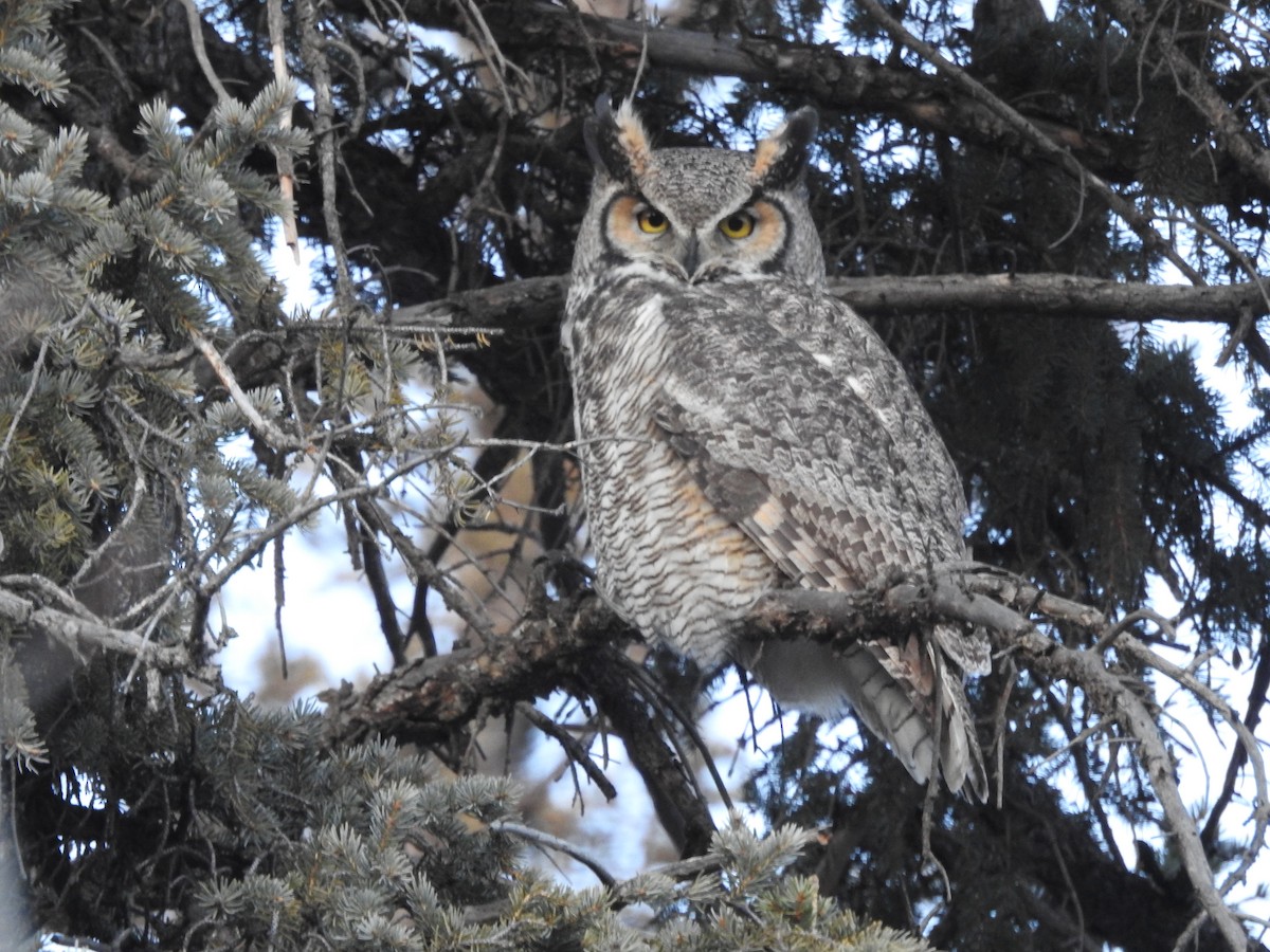 Great Horned Owl - ML395812331