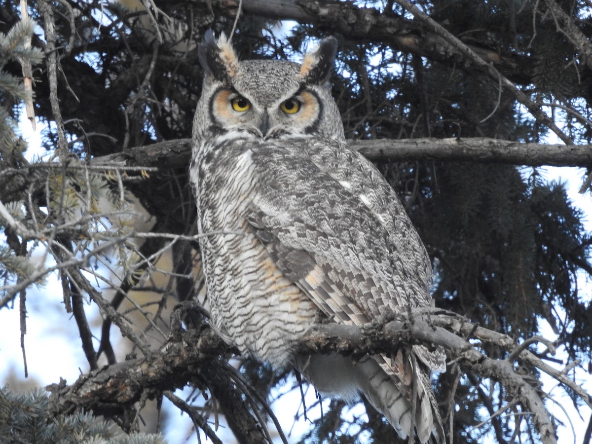 Great Horned Owl - ML395812581
