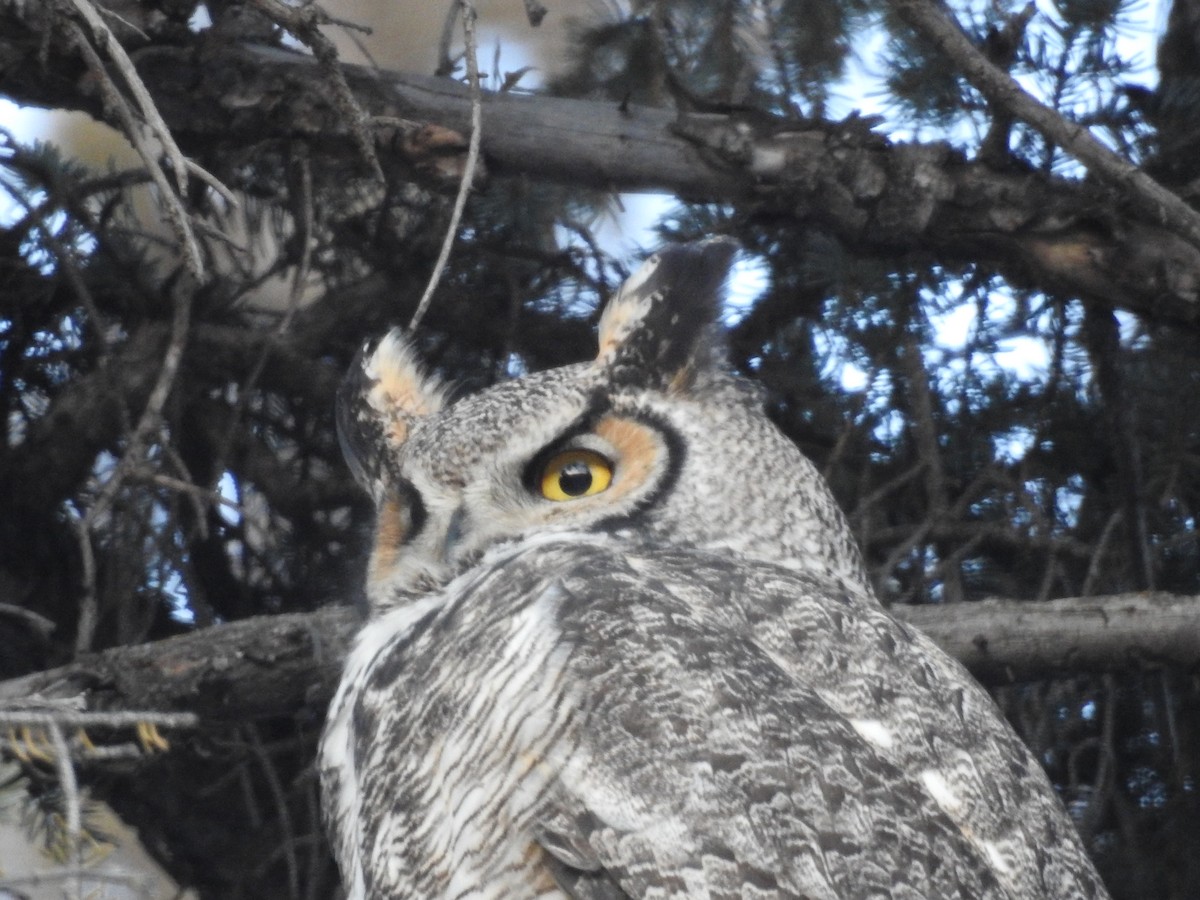 Great Horned Owl - ML395812691