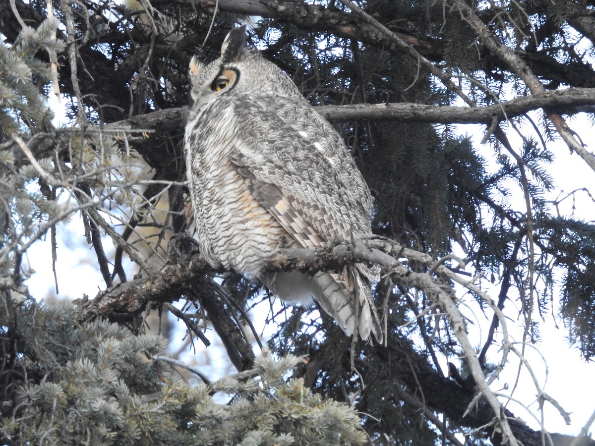 Great Horned Owl - ML395812831