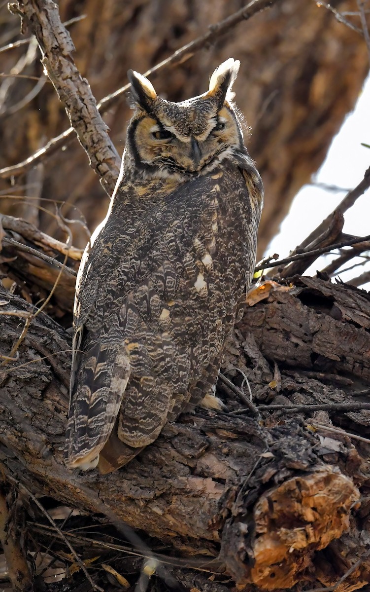 Great Horned Owl - Marc Faucher
