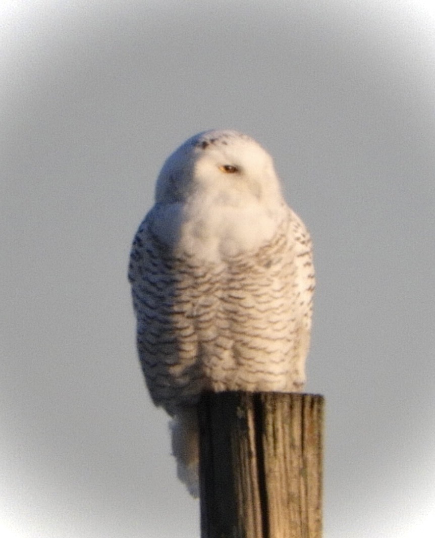 Snowy Owl - ML395816221