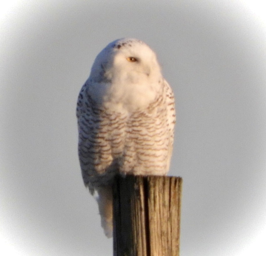 Snowy Owl - ML395816241