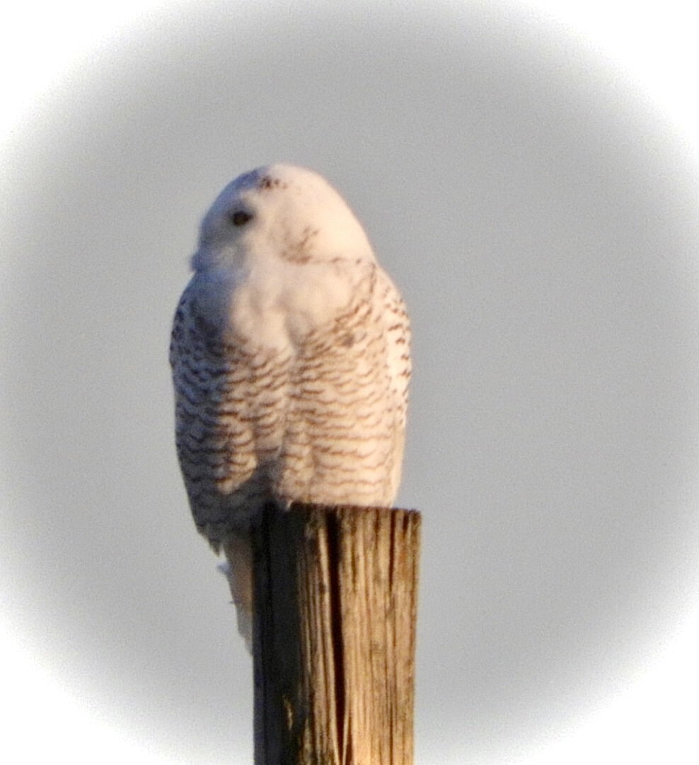 Snowy Owl - ML395816251