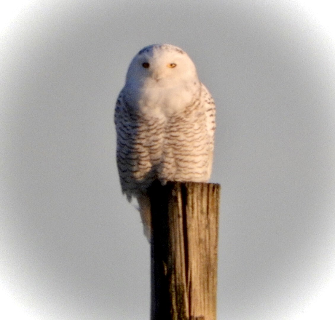 Snowy Owl - ML395816261