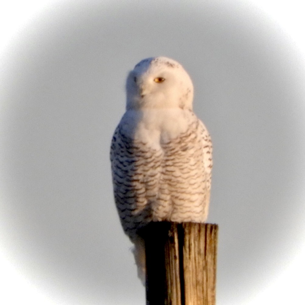 Snowy Owl - ML395816281