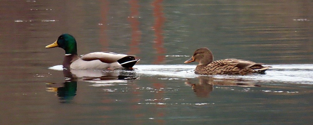 Canard colvert - ML395816751