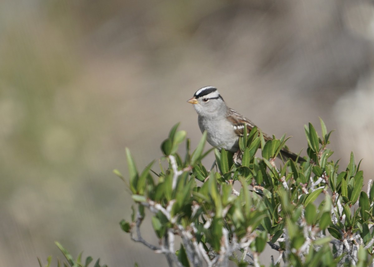 White-crowned Sparrow - Karen Carpenter