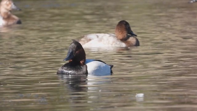 Canvasback - ML395818571