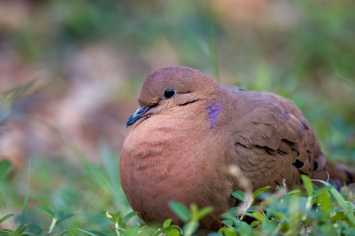 Zenaida Dove - ML395819531