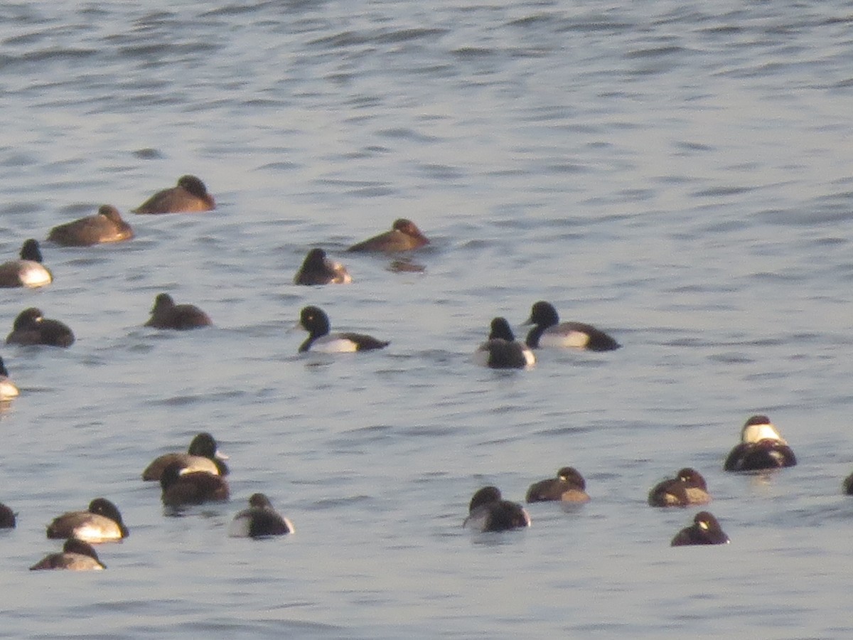 Greater Scaup - ML395819801